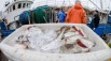 Dorsch von einem Fischkutter in Heiligenhafen. /Archiv