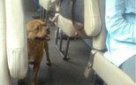 Loyal Chengdu dog that searched buses for its master finally finds a home Loyal Chengdu dog that searched buses for its master finally finds a home